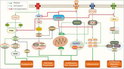 Molecular Mechanism of Anti-Colorectal Cancer Effect of Hedyotis diffusa Willd and Its Extracts